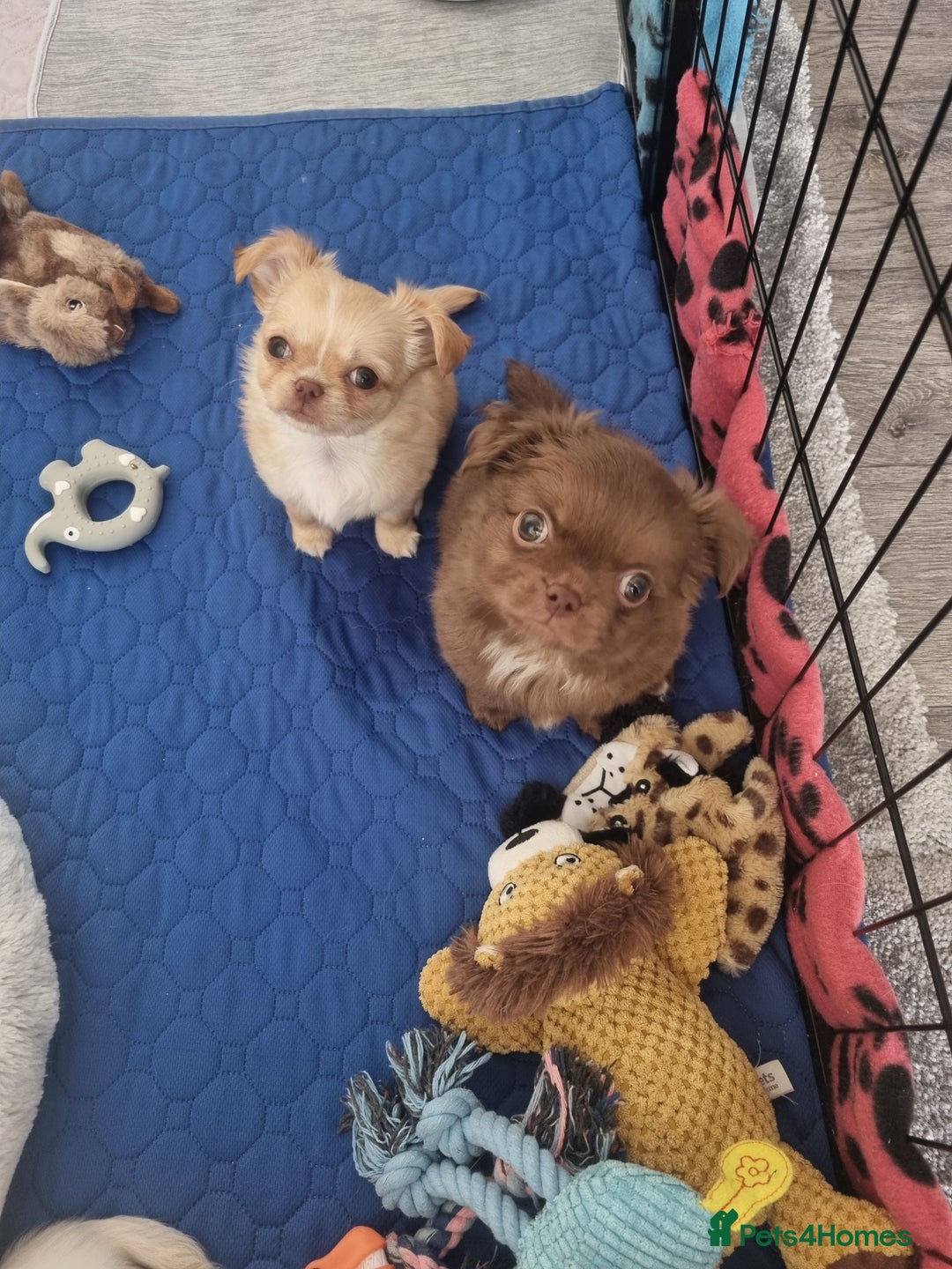 Chihuahua dogs for sale: Stunning Russian lines, Long haired Chihuahuas  - Image 5