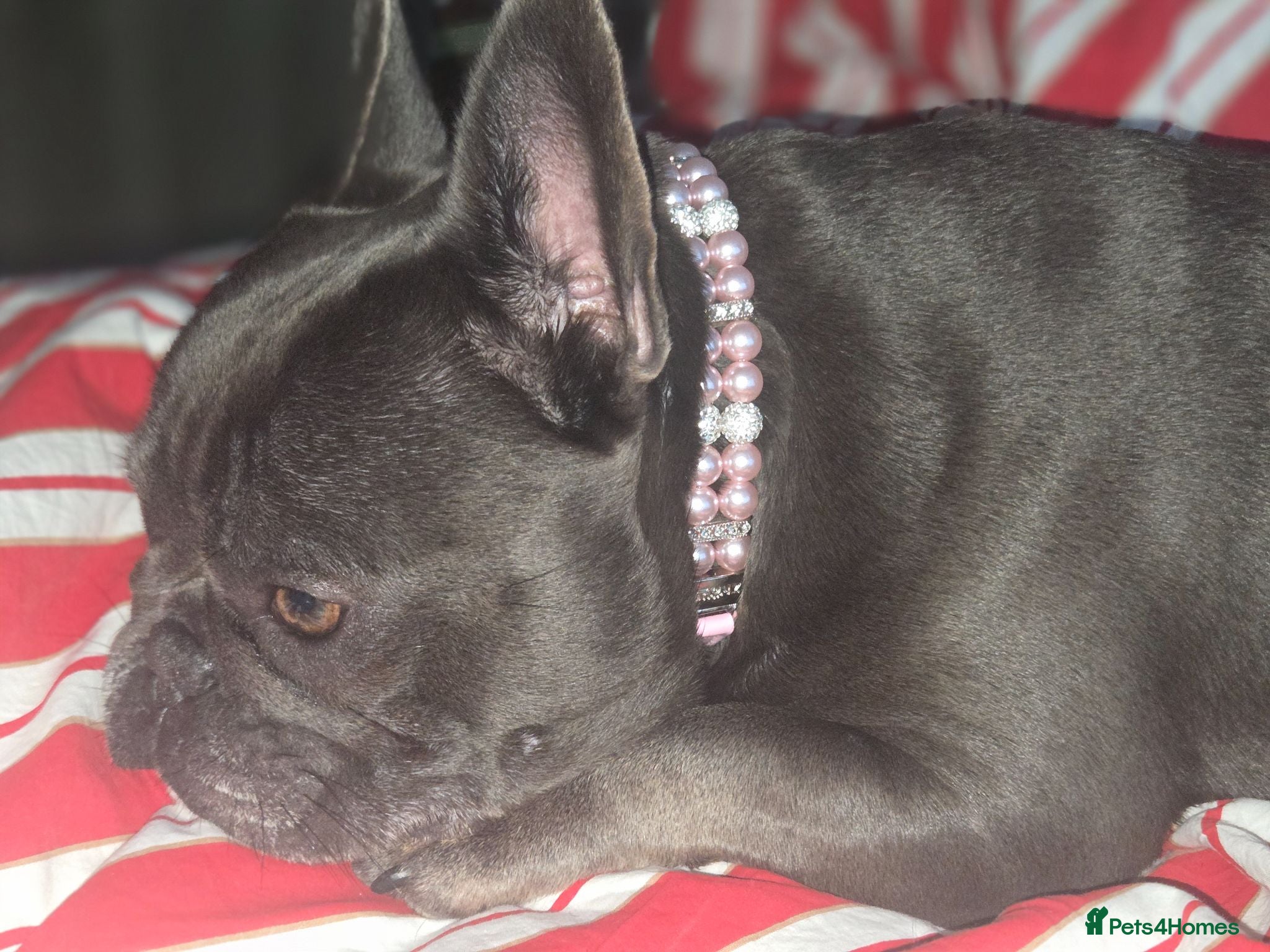 French Bulldog dogs for a good home - Advert 1
