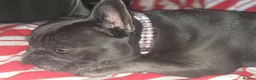 French Bulldog dogs for sale: for a good home - Advert 1