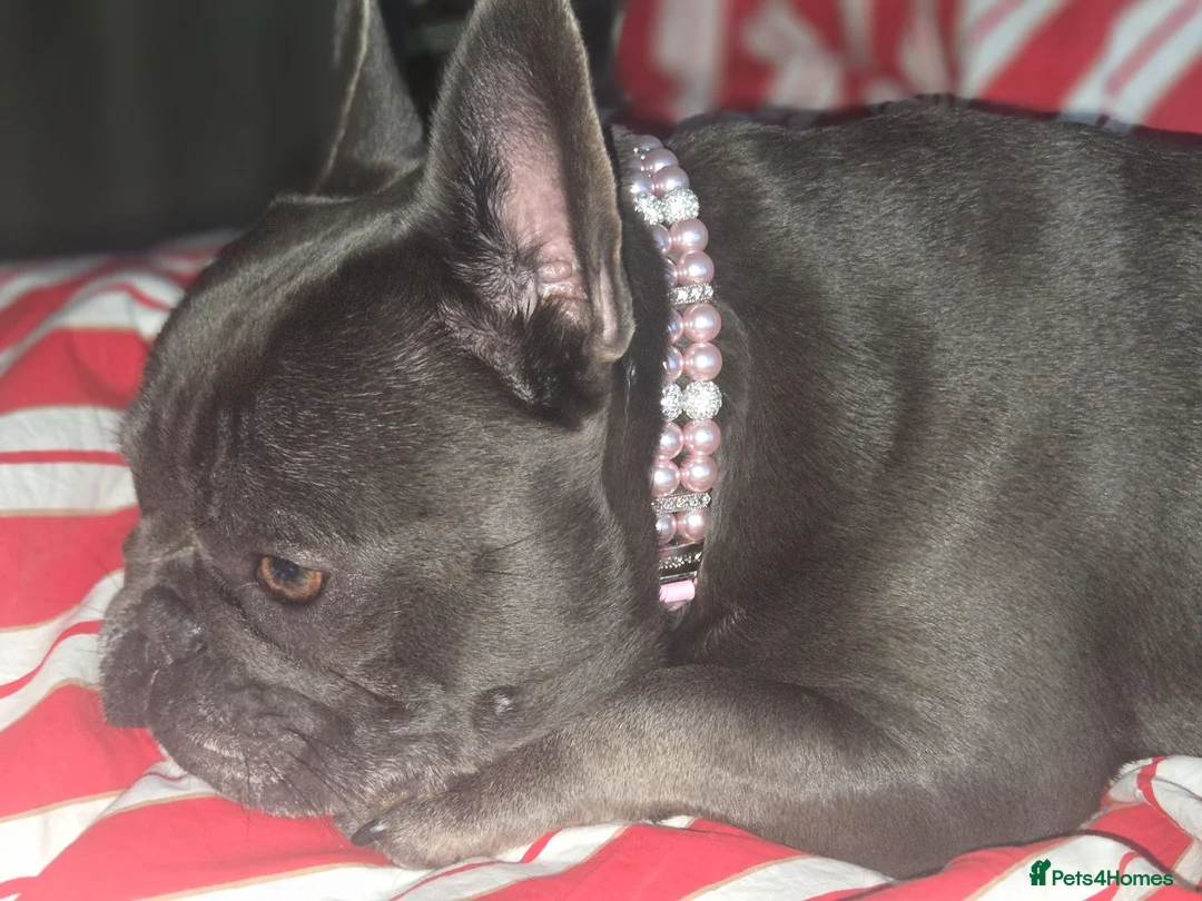 French Bulldog dogs for sale: for a good home - Advert 1