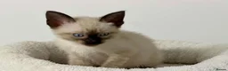 Cornish Rex cats for sale: 🐾 Beautiful Kittens Ready for Reservation 🐾 - Advert 6