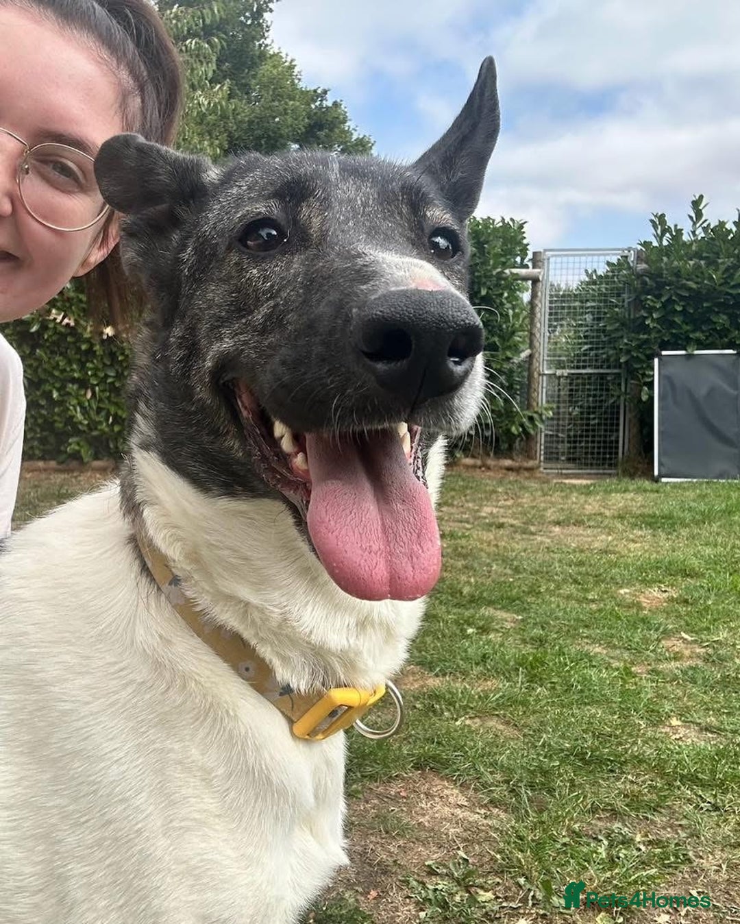 Mixed Breed dogs for adoption: Daisy - loves so hard. She just wants the same in Kidderminster - Advert 15