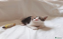 Burmese cats for sale: Burmese X Calico kittens - Image 5