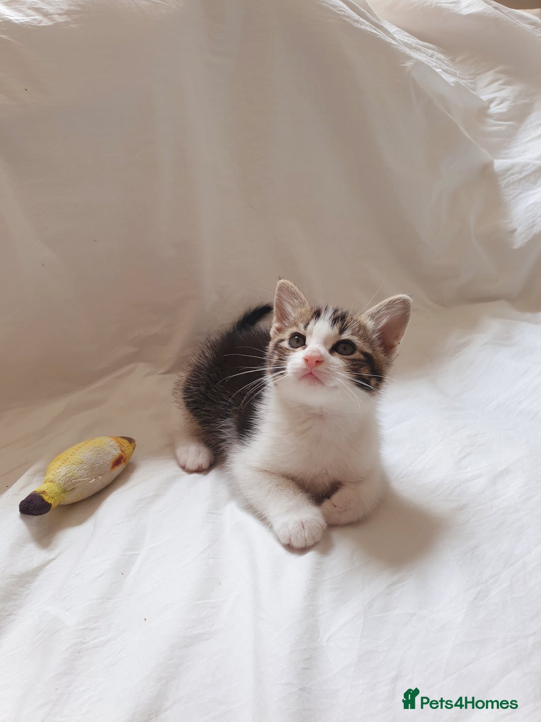 Burmese cats for sale: Burmese X Calico kittens - Image 5