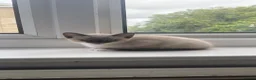 Domestic Shorthair cats for sale: 2 Male kittens - Advert 8