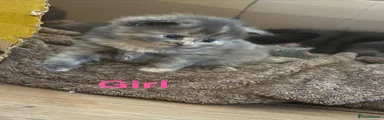 Mixed Breed 2