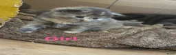 Mixed Breed cats for sale: Mixed Breed Kittens  - Advert 7