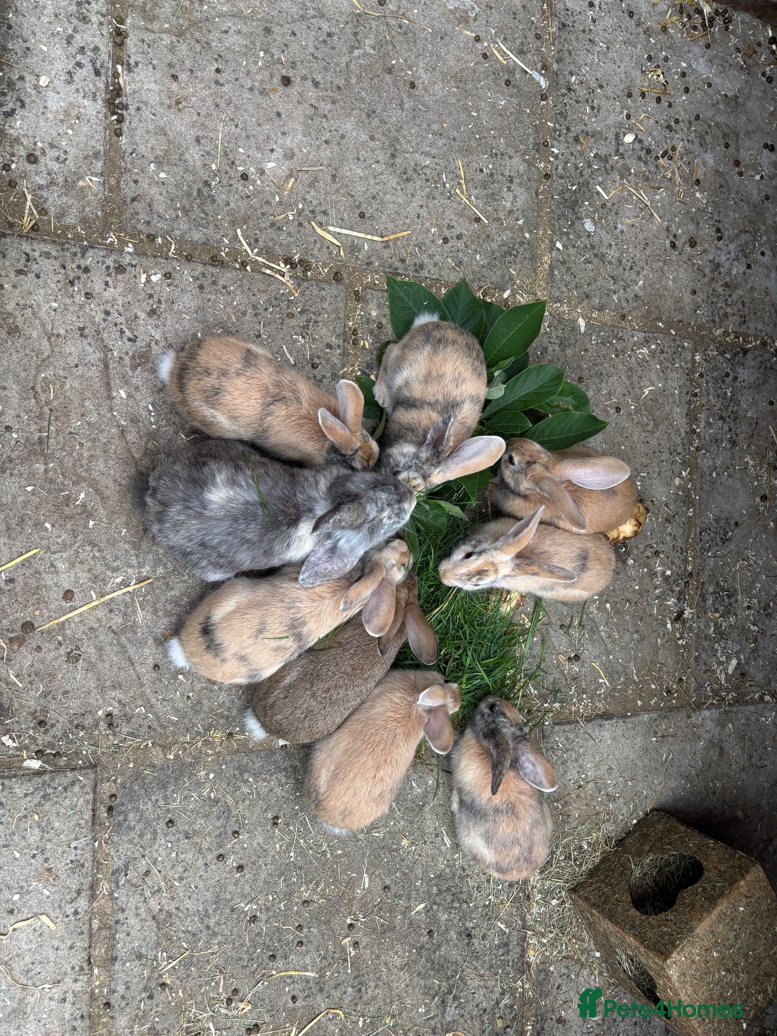 Mixed Breed rabbits Himalayan x lop bunnies ready to go  - Advert 2