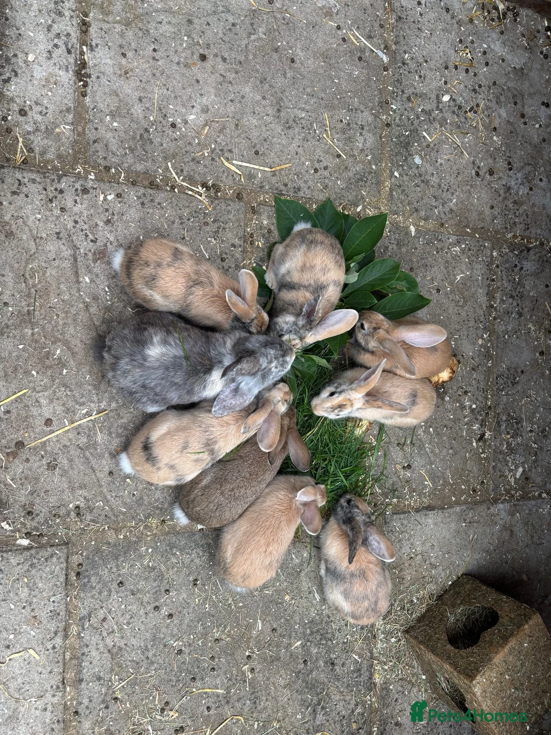 Mixed Breed rabbits for sale: Himalayan x lop bunnies ready to go  - Advert 2