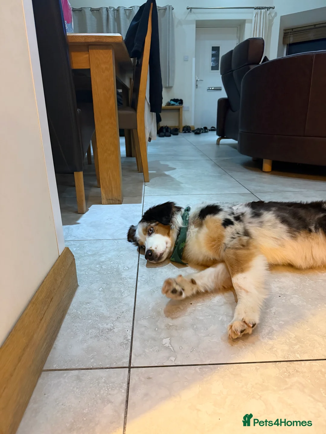 Australian Shepherd dogs for sale: Australian Shepherd  - Advert 4