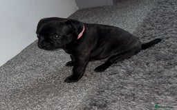 Staffordshire Bull Terrier dogs for sale: Floyd & Sky - Advert 28