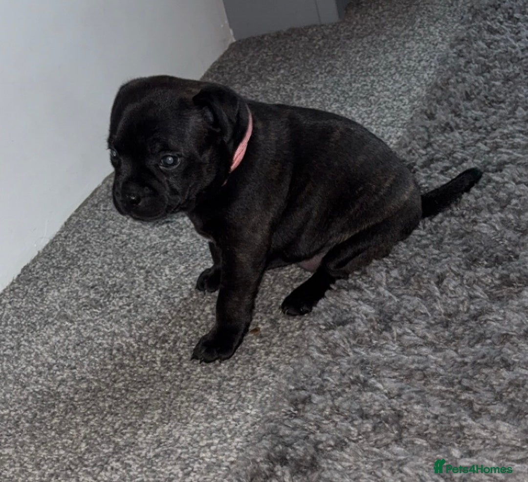 Staffordshire Bull Terrier dogs for sale: Floyd & Sky - Advert 28