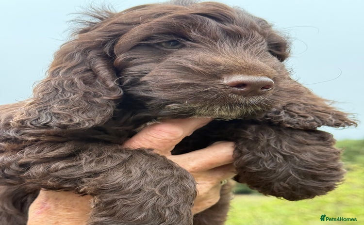 Cockapoo dogs - Advert 3