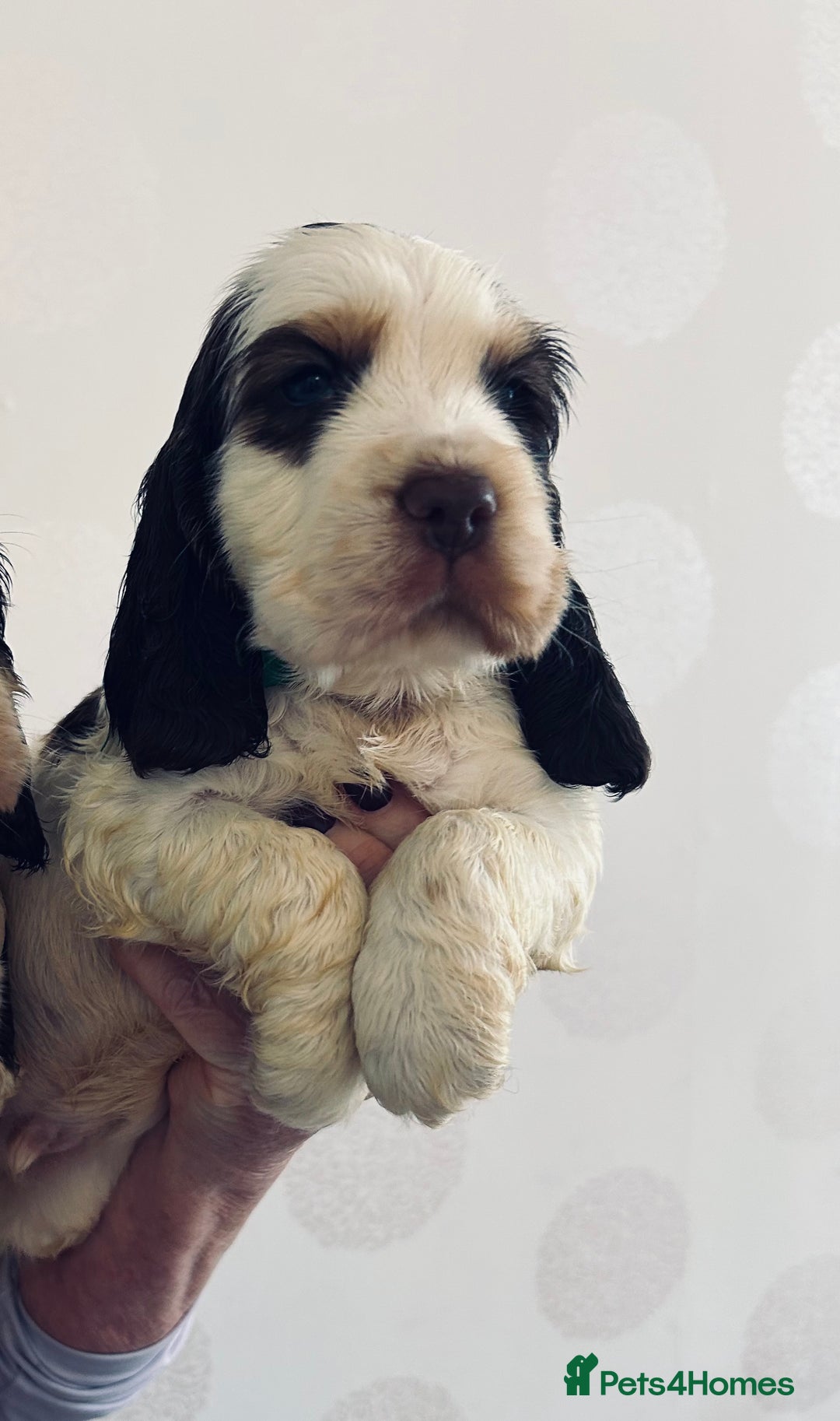 Cocker Spaniel dogs for sale: KC Show cocker spaniel pups chocolate Sable Roan   - Image 19