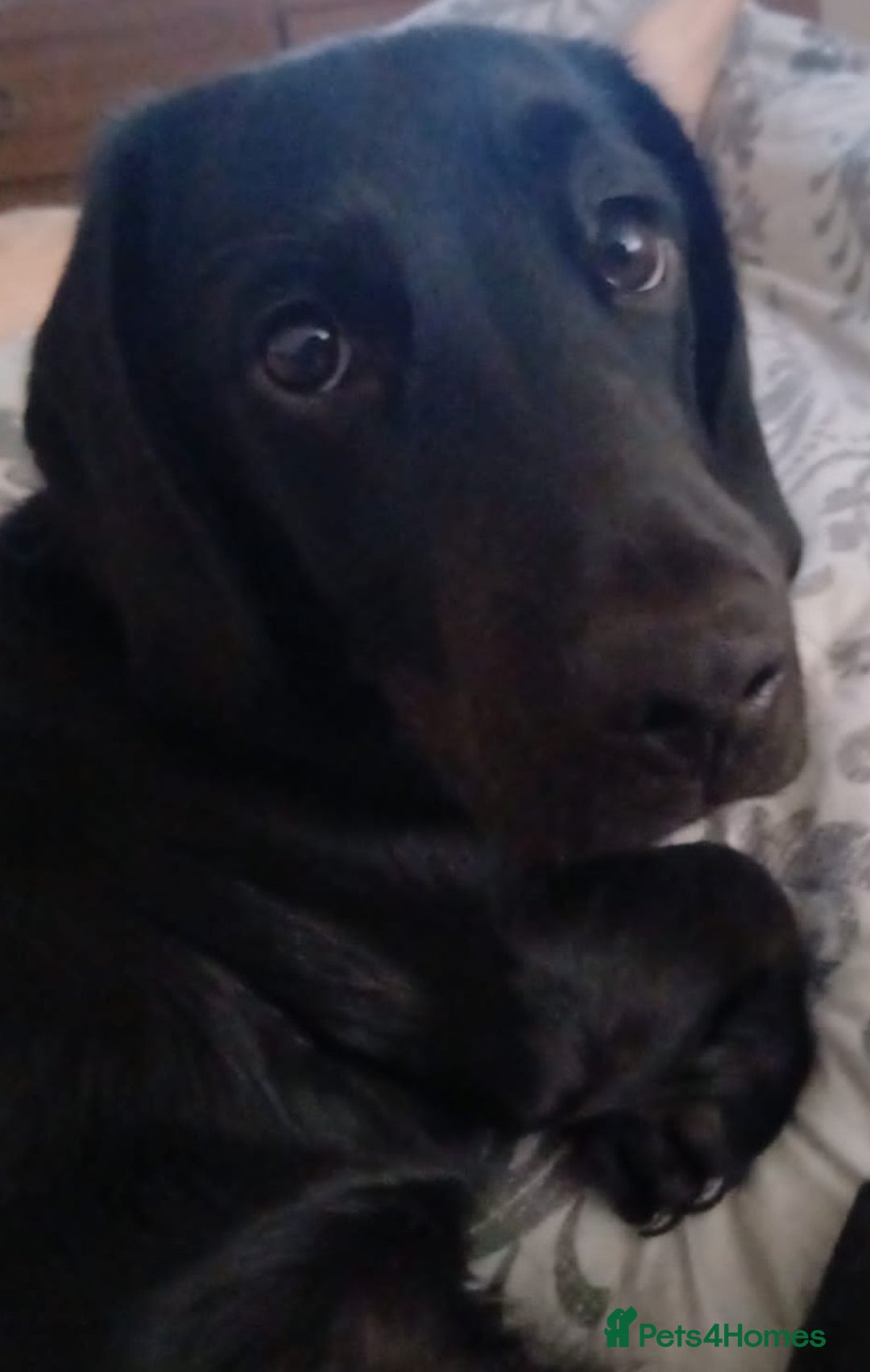 Mixed Breed dogs for sale: Dashador puppies  - Advert 7