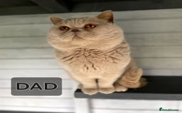 British Shorthair cats for sale: British shorthair kittens  - Image 6