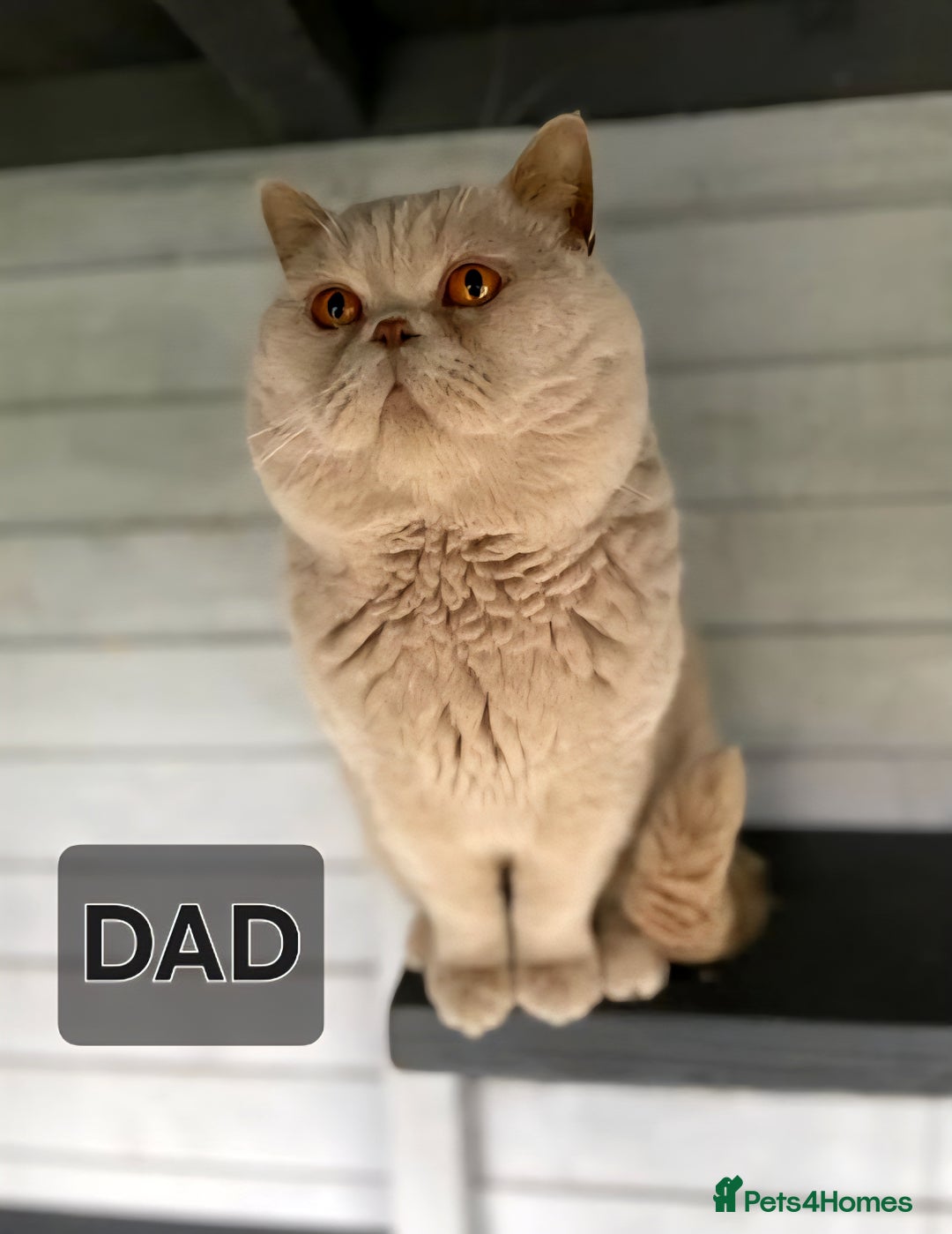 British Shorthair cats for sale: British shorthair kittens  - Image 6