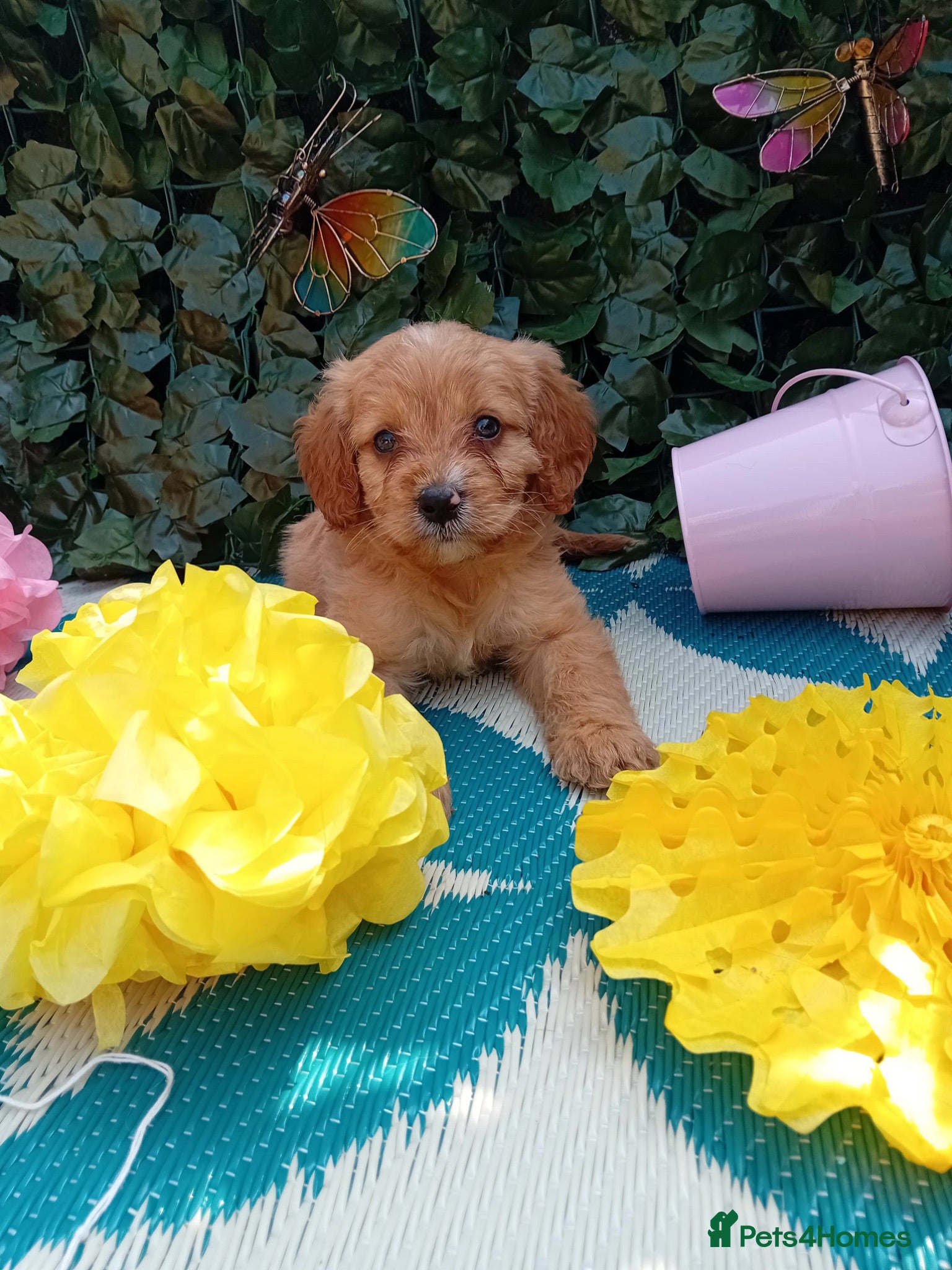 Cavapoo dogs Stunning Cavapoos fully health tested parents - Advert 1