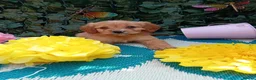 Cavapoo dogs for sale: Stunning Cavapoos fully health tested parents - Advert 1