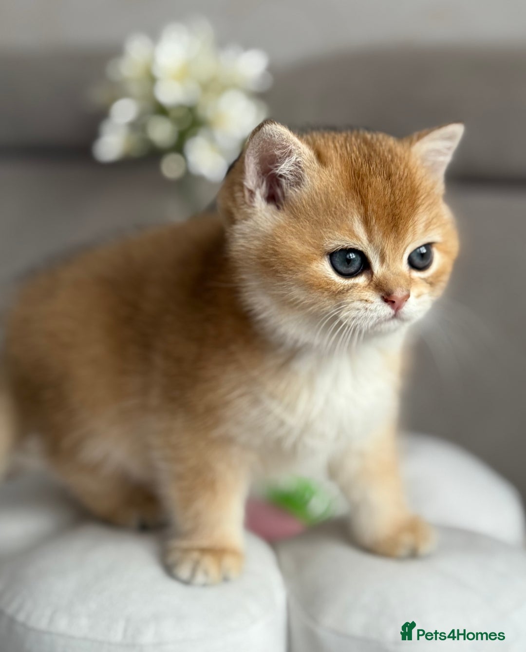 British Shorthair cats for sale: 🌟 Last two beautiful  Golden BSH girls 🌟 - Advert 15