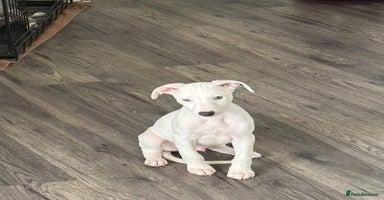 Whippet dogs - Advert 7