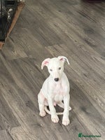 Whippet dogs - Advert 1