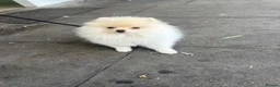 Pomeranian dogs for sale: Baby Lady - Advert 1