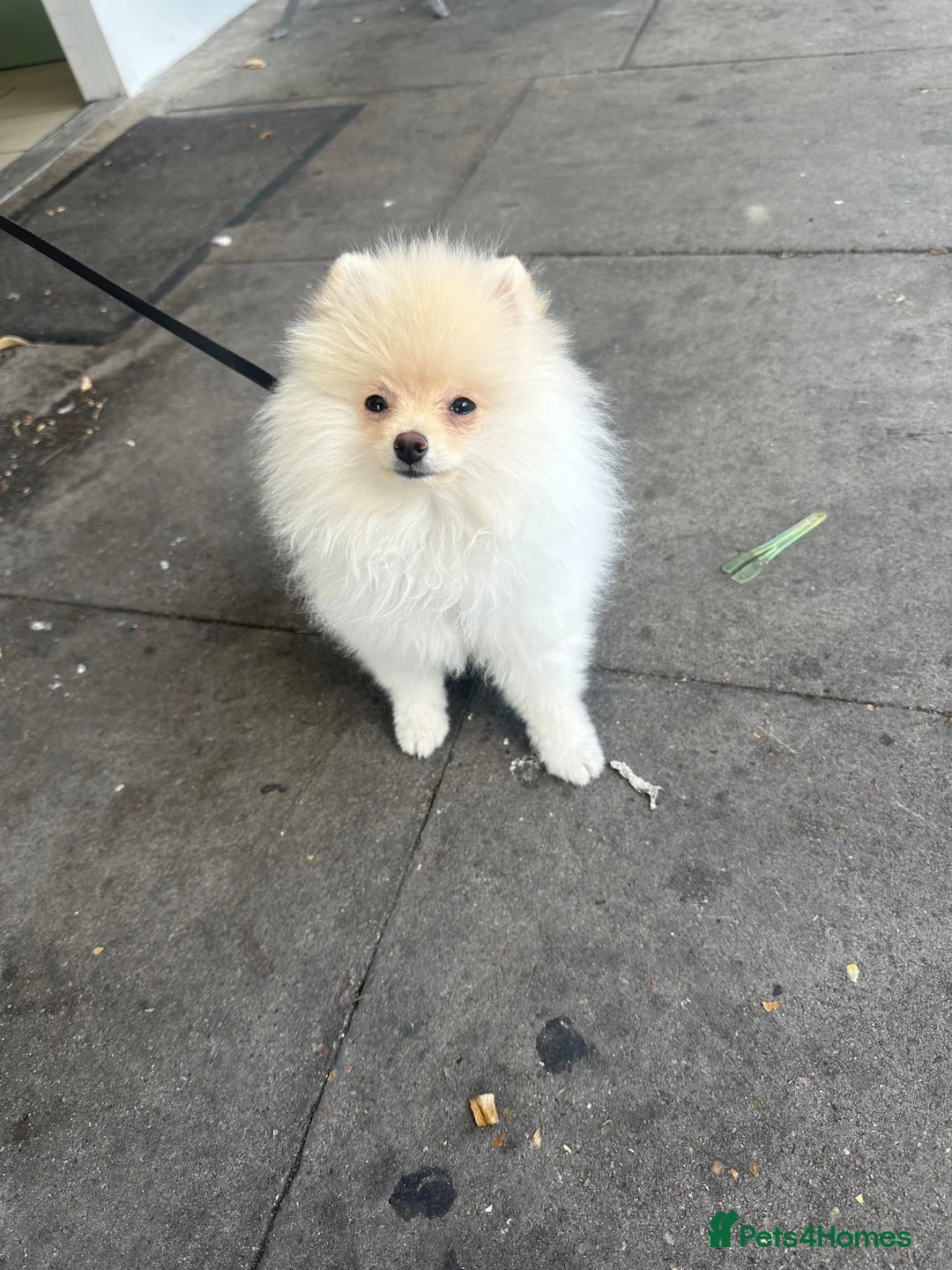 Pomeranian dogs for sale: Baby Lady - Advert 1
