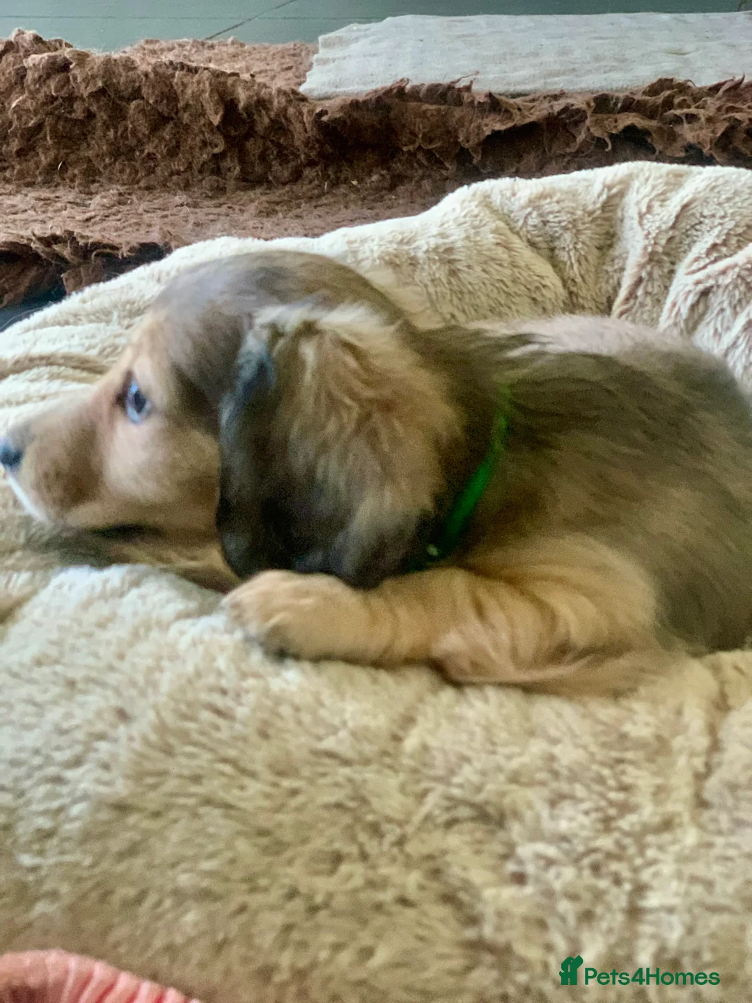 Miniature Dachshund dogs for sale: KC reg mini longhaired dachshund pups 1 girl2xboys - Advert 27