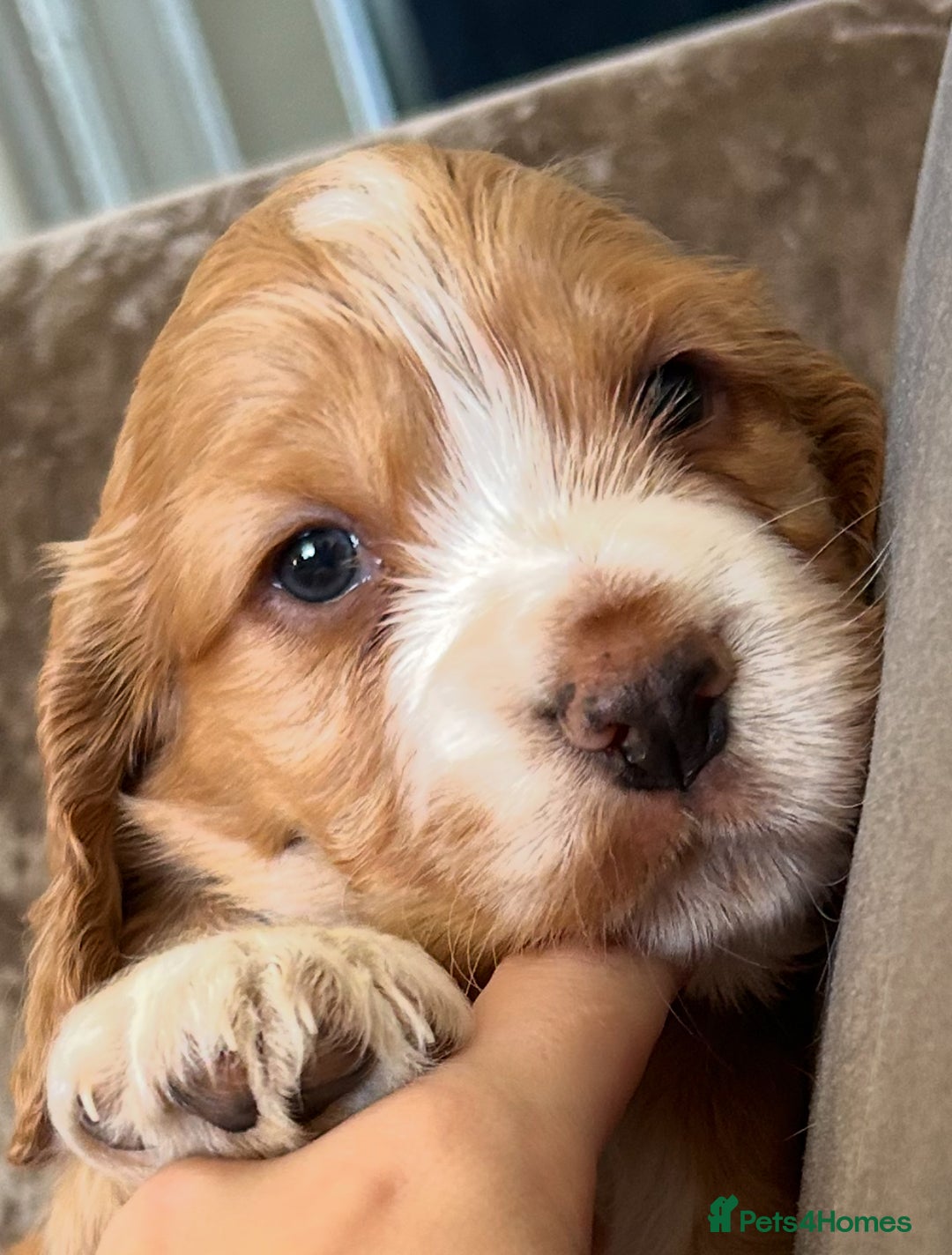 Cocker Spaniel dogs for sale: Gorgeous KC reg cocker spaniel puppy - Image 3