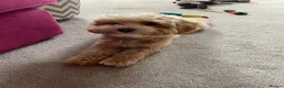 Maltipoo dogs for sale: F1 Asian Toy Maltipoo Due - Advert 13