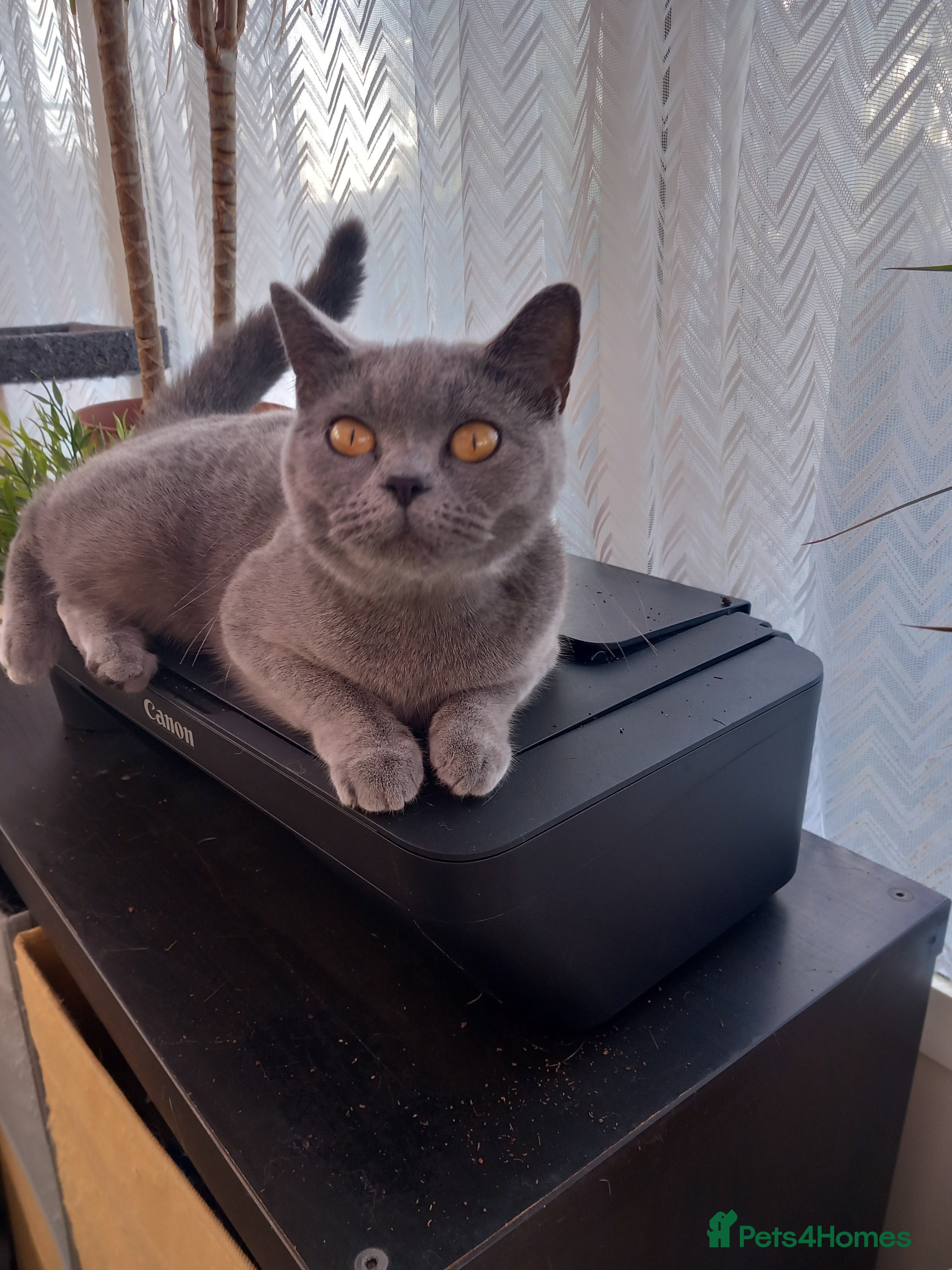 British Shorthair cats British short hair blue girl - Advert 7