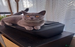 British Shorthair cats for sale: British short hair blue girl - Image 1