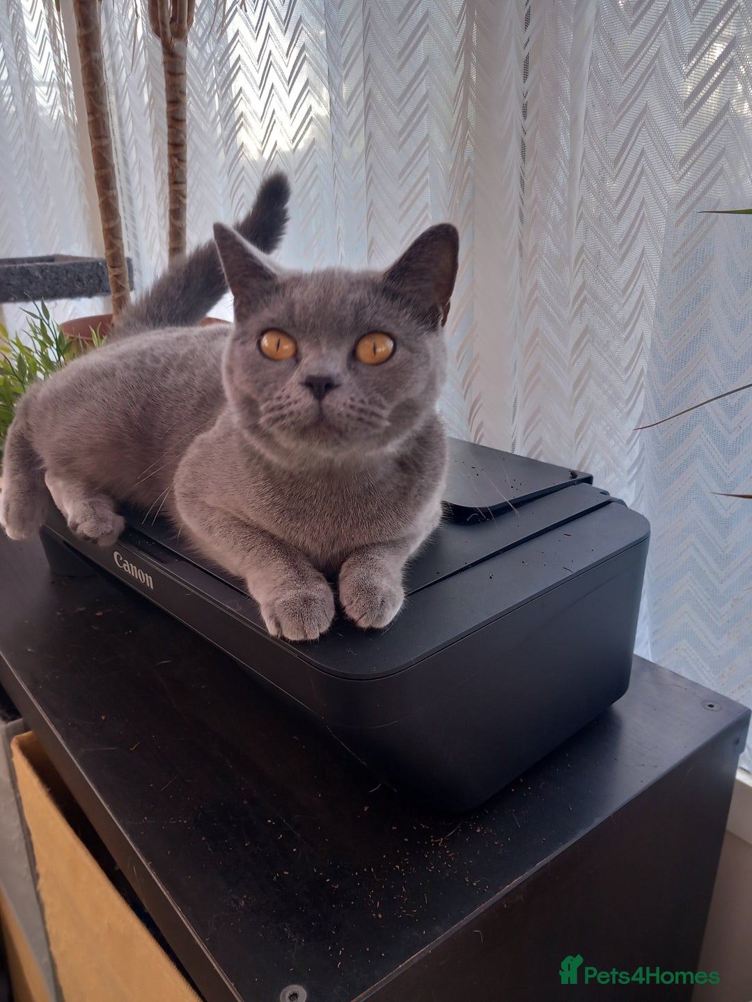 British Shorthair cats for sale: British short hair blue girl - Image 1