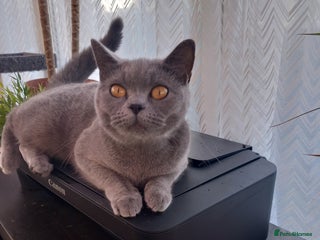 British Shorthair cats - Advert 33