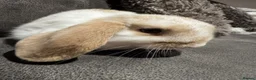 Mini Lop rabbits for sale: Pure Breed Mini Lop Babies  - Advert 5