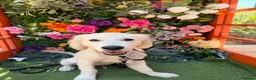 Golden Retriever dogs for sale: Golden Retriever (7 Months) in London - Advert 1