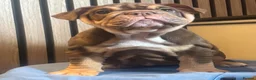 English Bulldog dogs for sale: English Bulldog Female  - Advert 17