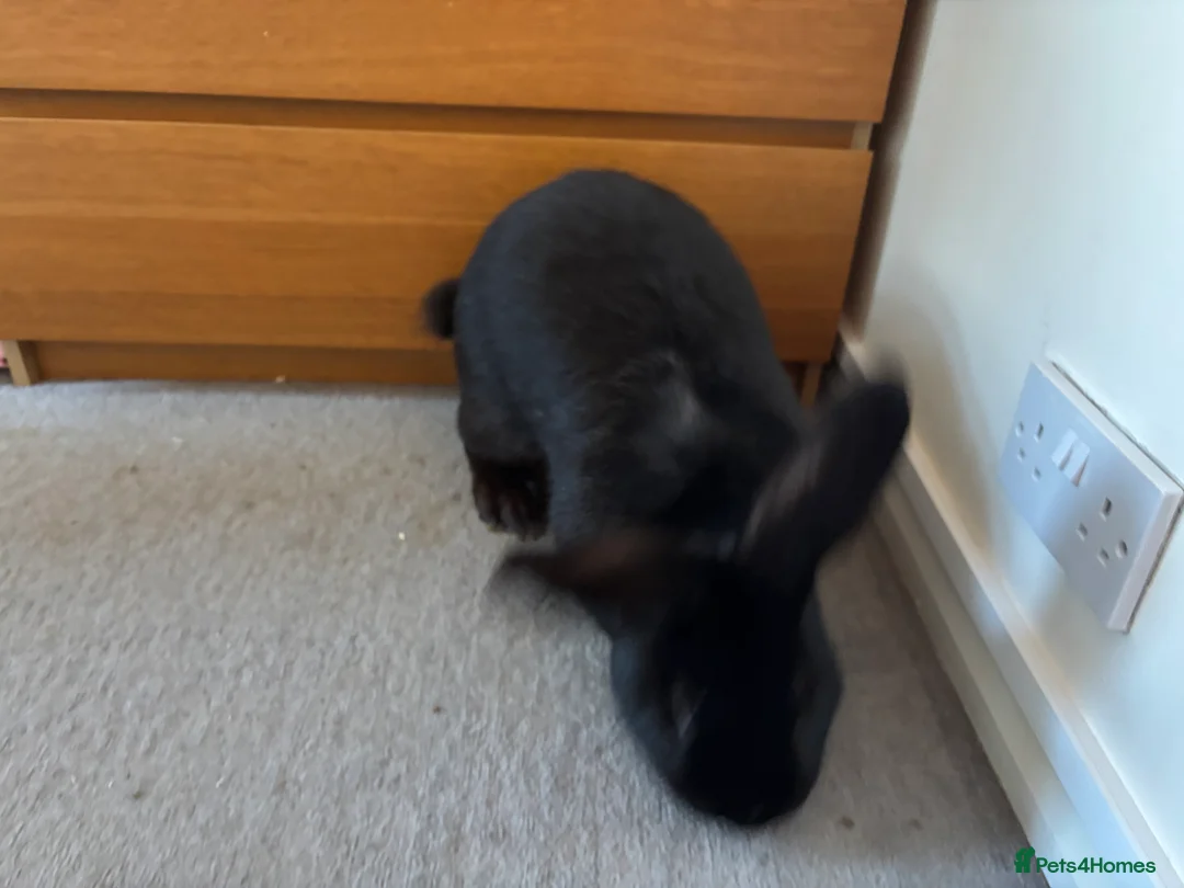 Continental Giant rabbits for sale: Female and male continental giants  - Advert 6