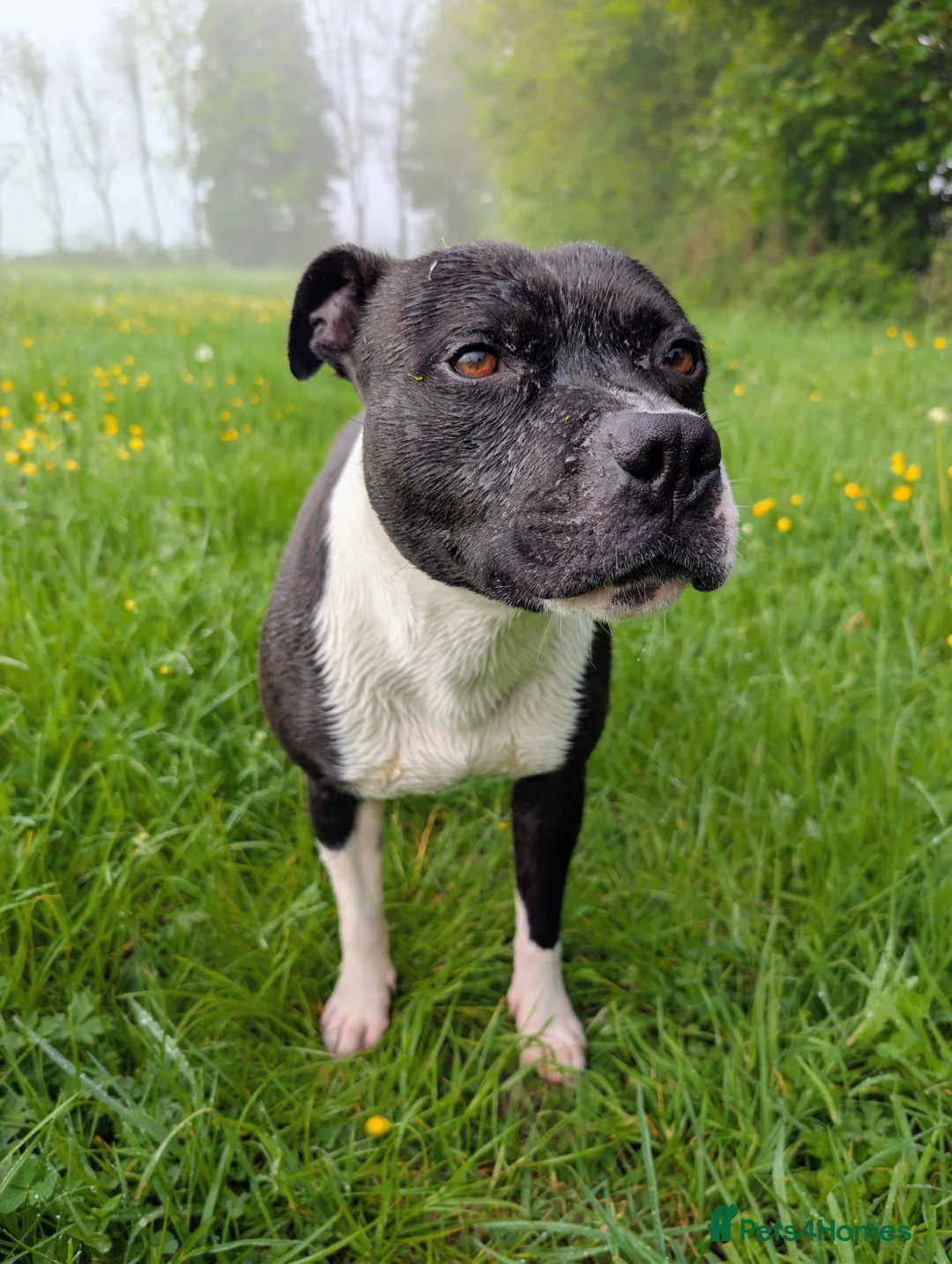 Staffordshire Bull Terrier dogs for sale: Charlie  - Advert 2