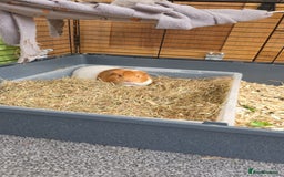 Guinea Pig rodents for sale: 2x male guinea pigs  - Advert 3