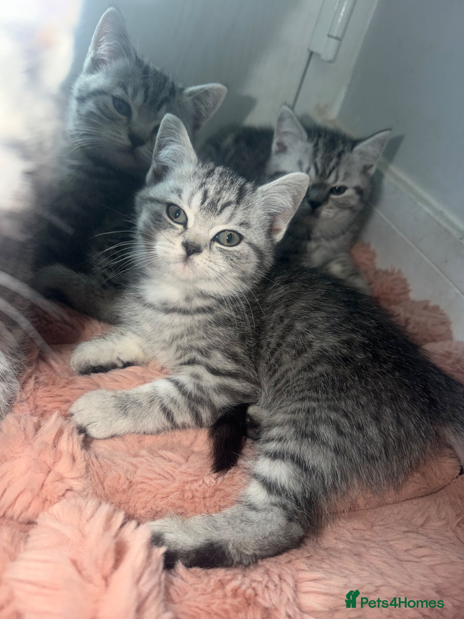British Shorthair cats SILVER TABBY BRITISH SHORT HAIR  - Advert 11