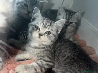 British Shorthair cats SILVER TABBY BRITISH SHORT HAIR - Advert 11
