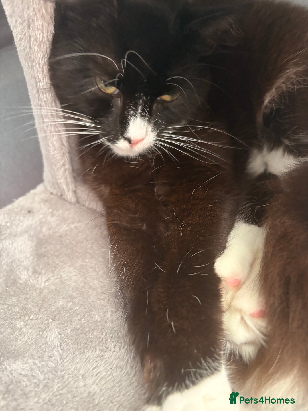 Domestic Shorthair cats for sale: One year old boy  - Advert 7