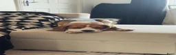 Beagle dogs for sale: Beagle in Ashington - Advert 6