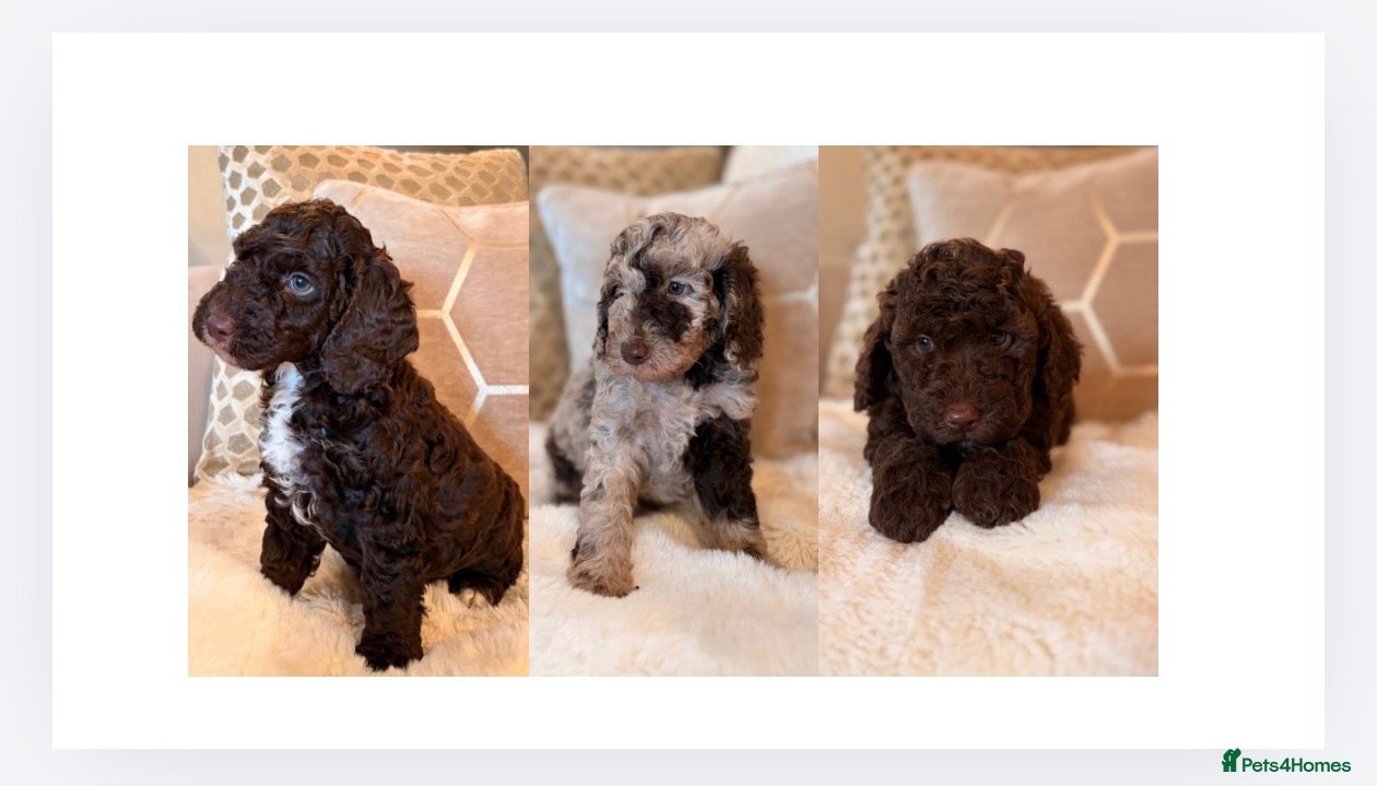 Labradoodle dogs ** RARE CHOC-PHANTOM MERLE/PARTI F1B LABRADOODLES - Advert 1