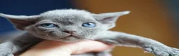 Devon Rex cats for sale: ❤️ Pure Line Devon Rex Kittens Available ❤️ - Advert 5
