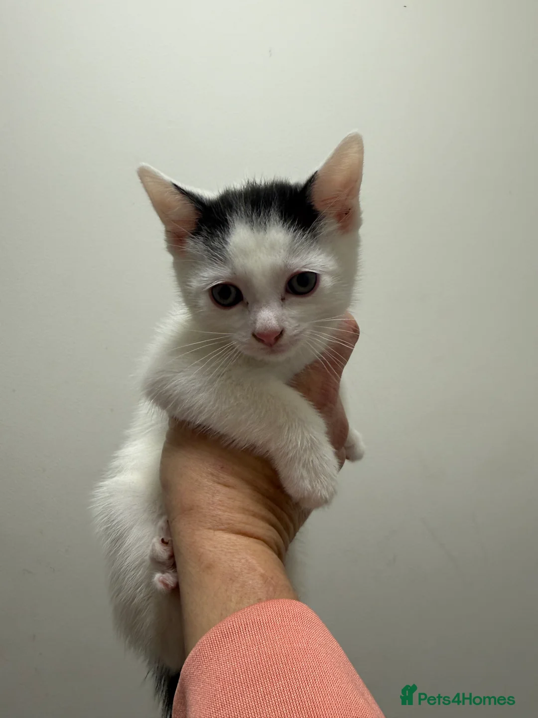 Maine Coon cats for sale: Half Maine coon kittens  - Advert 2