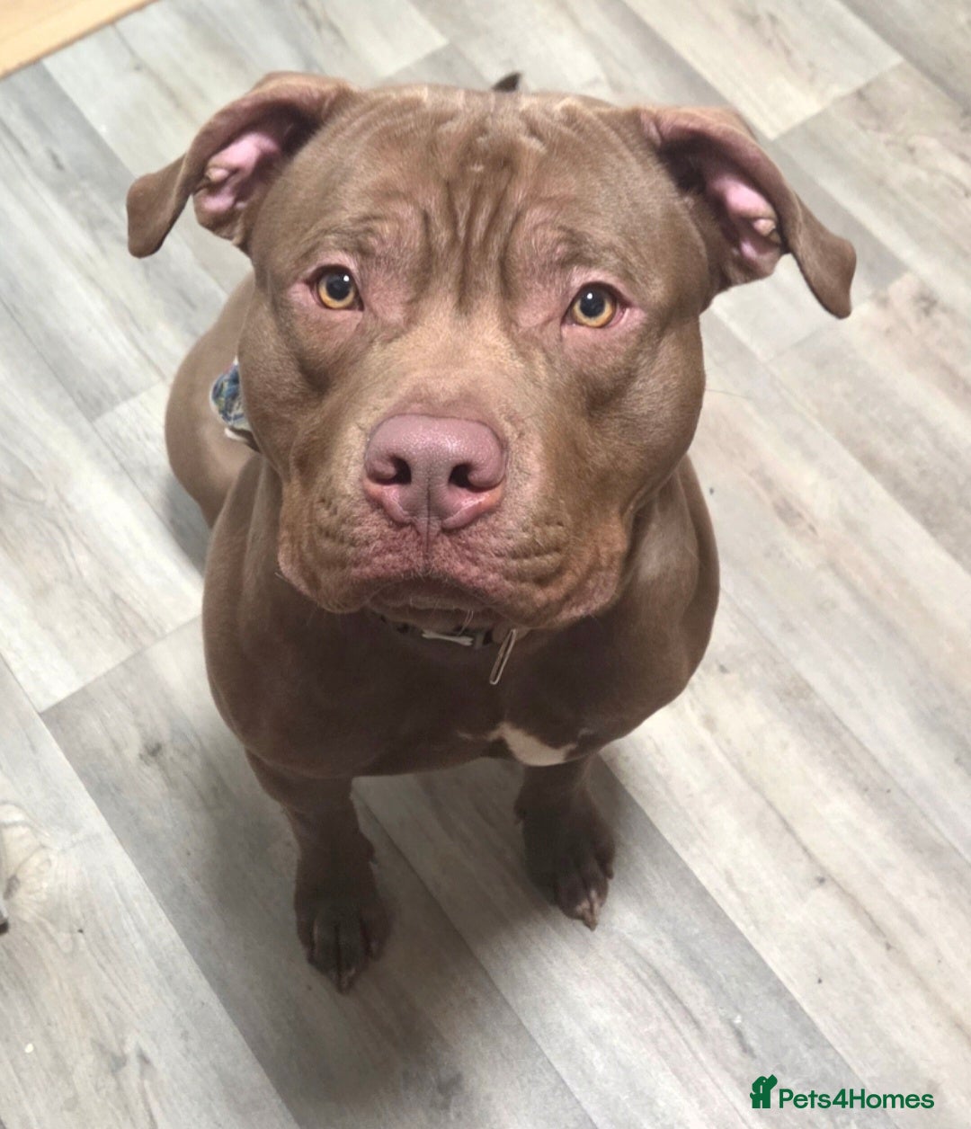 American Bully dogs for sale: Pocket bully  - Advert 4