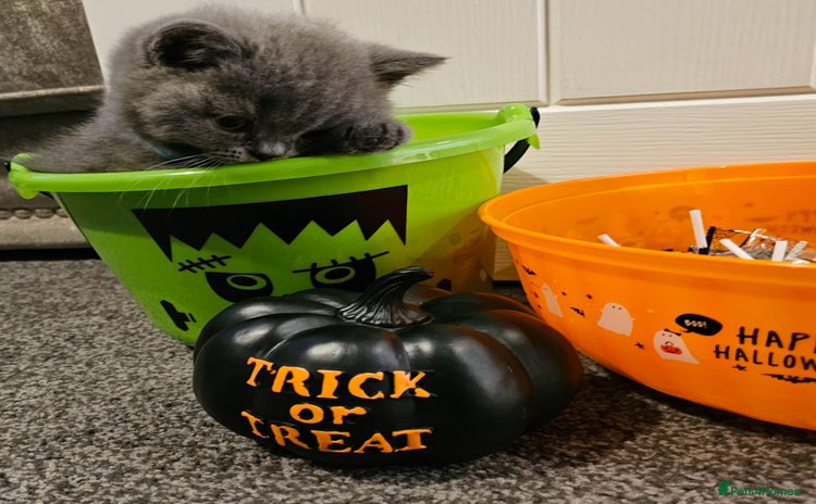British Shorthair cats - Advert 16